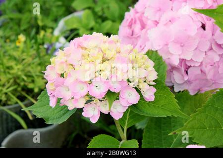 Hortensia macrophylla blüht im Garten auf dem natürlichen grünen Hintergrund Stockfoto