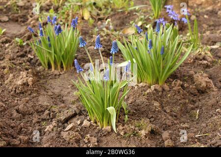 Hyazinthe blühen, blaue Muscari Botryoides Blumen auf dem Boden. Muscari latifolium Stockfoto