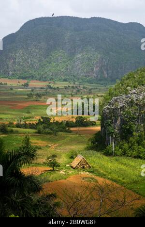 Landschaft mit Plantage und Tabakhaus in Viñales, Kuba Stockfoto