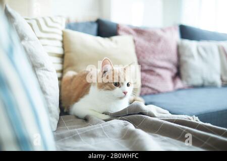 Niedliche Katze mit rotem und weißem Fell, entspannend auf dem Sofa im Wohnzimmer zu Hause Stockfoto