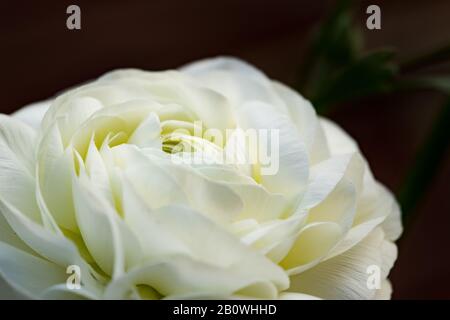 Nahaufnahme der weißen Ranunculus-Blume auf dunklem Hintergrund Stockfoto