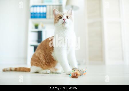 Schöne Hauskatze auf dem Boden mit Spielzeug und Blick auf seinen Besitzer Stockfoto