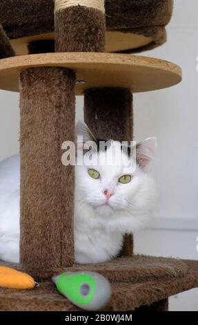 Porträt einer großen hübschen weißen männlichen Hauskatze (Felis Catus) in einem Tierheiligtum, das auf die Adoption wartet Stockfoto