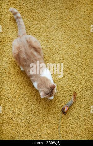 Hochwinkeliger Blick auf die heimische rote Katze, die zu Hause mit seinem Lieblingsspielzeug auf dem Teppich spielt Stockfoto