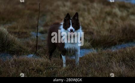 Happy Collie wartet auf die nächste Bewegung in den Hügeln rund um den Lake District in Cumbria, England Stockfoto