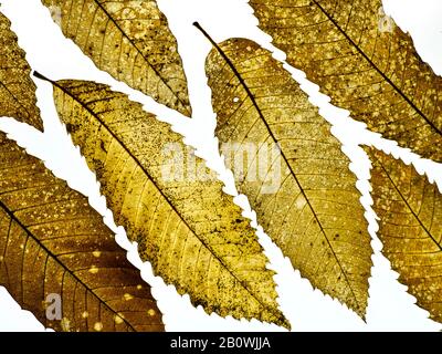 Sweet Chestnut Castanea Sativa Blätter im Herbst Stockfoto