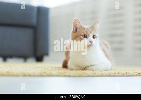 Schöne Hauskatze, die im Wohnzimmer zu Hause auf dem Teppich liegt Stockfoto
