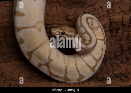 Reptil, Morph, exotisch, Schlange, Tier, Tierwelt, Tier, Natur, Haut, Schlangen, Hintergrund, Python, Erwachsene, Schuppen, Nahaufnahme, Kugelpython, Schlangenauge, Schwarz, Stockfoto