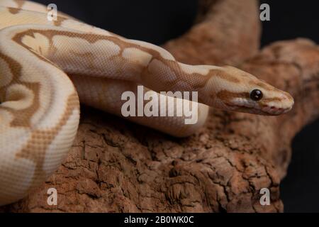 Reptil, Morph, exotisch, Schlange, Tier, Tierwelt, Tier, Natur, Haut, Schlangen, Hintergrund, Python, Erwachsene, Schuppen, Nahaufnahme, Kugelpython, Schlangenauge, Schwarz, Stockfoto