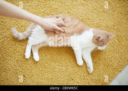 Nahaufnahme der roten und weißen Hauskatze, die auf dem Boden liegt und sich entspannt, während sein Besitzer ihn streichelt Stockfoto