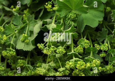 Gemeiner Frauenmantel - Alchemilla vulgaris - Blätter und Blumen auf dem Kräutermarkt ausgestellt Stockfoto