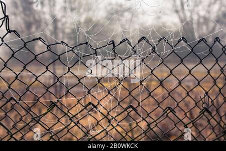 Spinnenbahn vor Kettengliederzaun Stockfoto