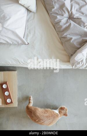 Hauskatze, die im Schlafzimmer spazieren ging, während sein Besitzer zu Hause abwesend war Stockfoto