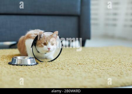 Hauskatze im Kragen sitzt auf dem Teppich in der Nähe ihrer Schüssel mit Milch im Zimmer Stockfoto