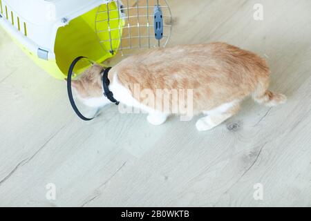 Hochwinkelige Ansicht der Hauskatze im Kragen, die in ihrem Käfig in der Tierklinik zu verstecken versucht Stockfoto