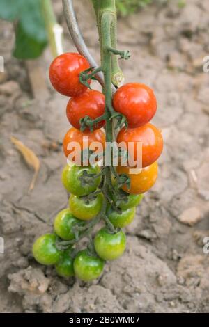 Tomatenzweig mit reifen und unreifen Tomaten, die grün, orange und rot gefärbt sind. Nahaufnahme von biologischem/biologischem Garten mit Weinstock. Stockfoto