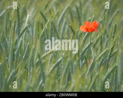 Mohnblume in dem Getreidefeld Stockfoto