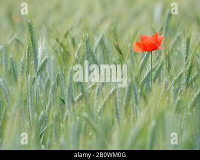 Mohnblume in dem Getreidefeld Stockfoto