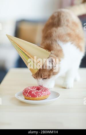 Hauskatze in Hut auf dem Tisch stehend und Kuchen isst, feiert er Geburtstag Stockfoto