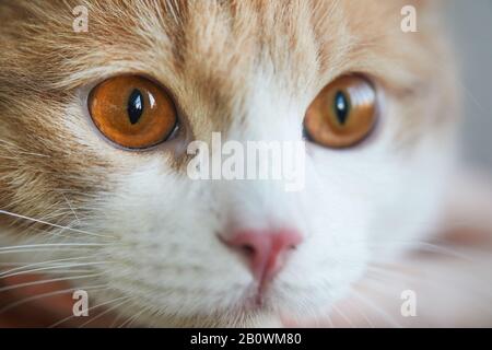 Nahaufnahme des Gesichts der Hauskatze mit braunen Augen Stockfoto
