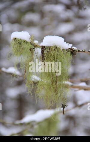 Grüne Moos-Sprossen hängen an einem Ast auf winterlichem Weichbild. Vertikales Foto für Web, Druck, Hintergrund und Hintergrundbild mit leerem Textbereich. Stockfoto