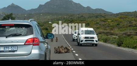 Table Mountain National Park, Kap-Halbinsel, Südafrika. Dezember 2019. Eine Pavianfamilie mitten auf der Straße, die den Verkehr in der Nähe von Kap P hält Stockfoto