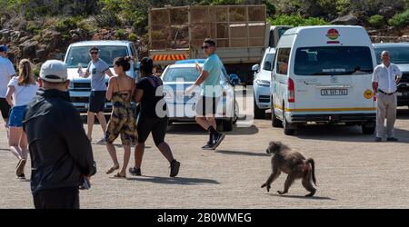 Cape Point, Südafrika. Dezember 2019. Ein wilder Pavian erschreckt Touristen auf dem Parkplatz am Cape Point im Table Mountain National Park, South Afric Stockfoto