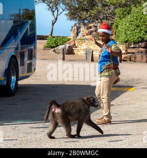 Cape Point, Südafrika. Dezember 2019. Frau Tourist hält ihre Hände in der Frechse, als ein großer Pavian an ihr vorbei auf dem Busparkplatz am Cape Point läuft, Stockfoto