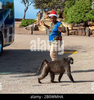 Cape Point, Südafrika. Dezember 2019. Frau Tourist hält ihre Hände in der Frechse, als ein großer Pavian an ihr vorbei auf dem Busparkplatz am Cape Point läuft, Stockfoto