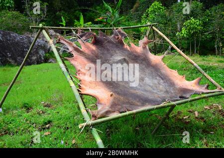 Zum Trocknen offener Haut eines Wasserbüffels, Rantepao, Toraja-Hochland, Tana Toraja, Sulawesi, Indonesien, Südostasien Stockfoto