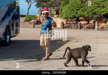 Cape Point, Südafrika. Dezember 2019. Frau Tourist hält ihre Hände in der Frechse, als ein großer Pavian an ihr vorbei auf dem Busparkplatz am Cape Point läuft, Stockfoto