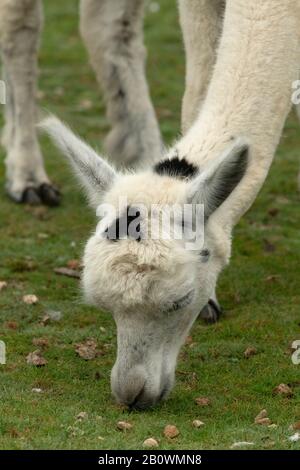 Lama, Lama Glama - ein südamerikanisches Packtier, das auch für Fleisch verwendet wird, aus den Anden. Stockfoto