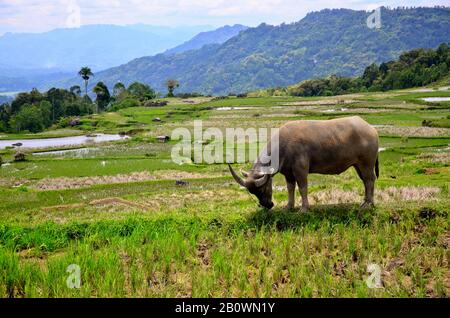 Wasserbüffel auf der Reisterrasse, Rantepao, Toraja-Hochland, Tana Toraja, Sulawesi, Indonesien, Südostasien Stockfoto