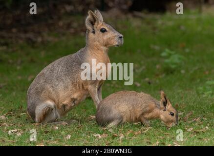 Patagonian mara, Dolichotis patagonum, weiblich mit jung in offenem Grasland. Stockfoto