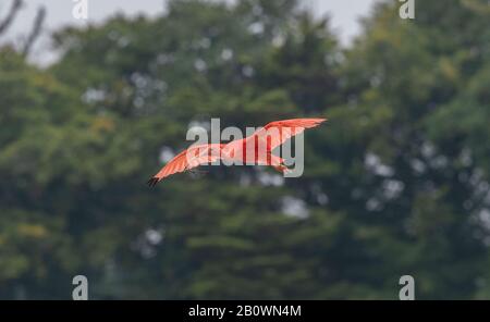 Scarlet Ibis, Eudocimus ruber, im Flug. Stockfoto