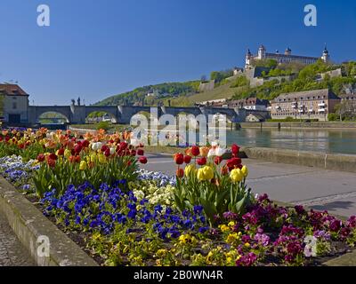 Alte Mainbrücke mit Festung Marienberg in Würzburg, Unterfranken, Bayern, Deutschland, Europa Stockfoto