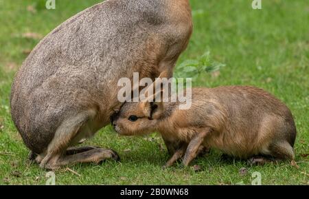 Patagonian mara, Dolichotis patagonum, weiblich mit saugenden Jungen in offenem Grasland. Stockfoto