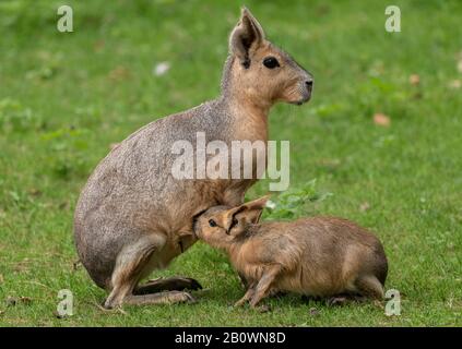 Patagonian mara, Dolichotis patagonum, weiblich mit jung in offenem Grasland. Stockfoto