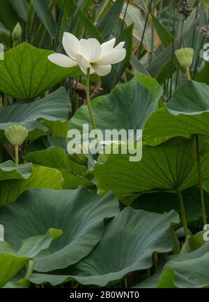 Indischer lotos oder Heiliger lotos, Nelumbo nucifera, mit Blumen und Früchten, in Blume im Teich. Stockfoto