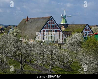 Die Windmühle von Venti Amica in Twielenfleth-Lühe mit Obstgarten, Altes Land, Landkreis Stade, Niedersachsen, Deutschland, Europa Stockfoto