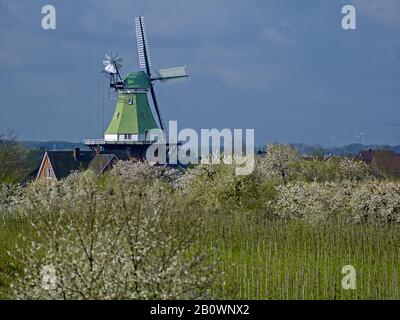 Die Windmühle von Venti Amica in Twielenfleth-Lühe mit Kirschblüte, Altes Land, Landkreis Stade, Niedersachsen, Deutschland, Europa Stockfoto