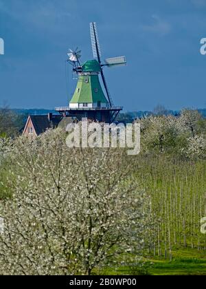 Windmühle Vers Amica in Twielenfleth-Lühe mit Kirschblüte, Altes Land, Landkreis Stade, Niedersachsen, Deutschland Stockfoto