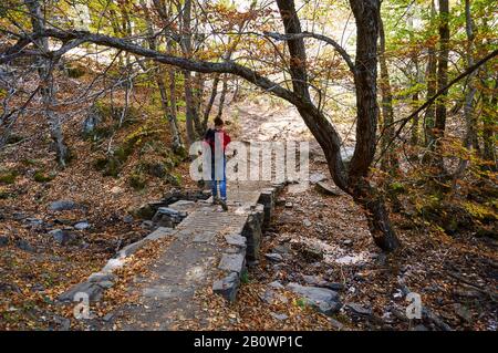 Weiblicher Wanderer, der eine Steinbrücke in Senda de Carretas Pfad überquert, in Hayedo de Tejera Negra (Sierra Norte de Guadalajara, Cantalojas, Spanien) Stockfoto