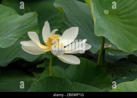 Indischer lotus oder Heiliger lotus, Nelumbo Nucifera, in Blume im Teich. Stockfoto