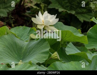 Indischer lotos oder Heiliger lotos, Nelumbo nucifera, mit Blumen und Früchten, in Blume im Teich. Stockfoto