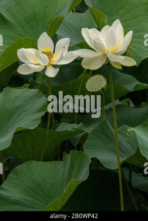 Indischer lotos oder Heiliger lotos, Nelumbo nucifera, mit Blumen und Früchten, in Blume im Teich. Stockfoto