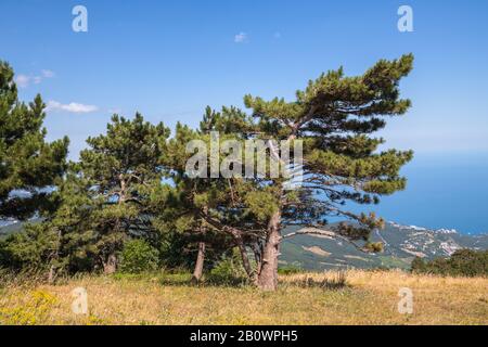 Die natürliche Landschaft auf dem Aj-Petri Berg in Krim Stockfoto