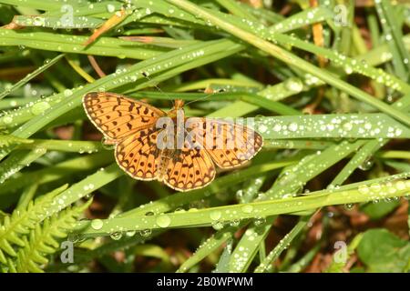 Kleine Perle - grenzt Fritillary", boloria Selene', thront auf Gras nach einem Regen in der Ubley Warren finden auf der Mendips in Somerset, UK Dusche Stockfoto