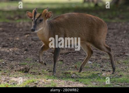 Indischer Muntjac, Muntiacus muntjak, weidet in Grasland. Stockfoto