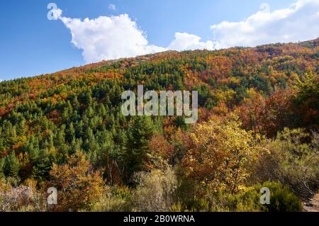 Blick auf die Landschaft des Mischwaldes im Herbst in Hayedo de Tejera Negra (Parque Natural Sierra Norte de Guadalajara, Cantalojas, Guadalajara, Spanien) Stockfoto